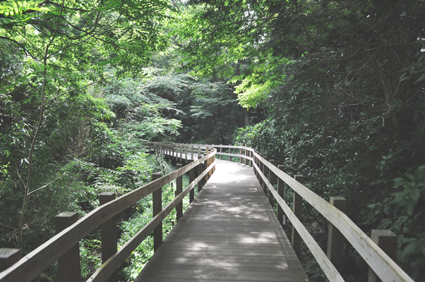 柿田川公園