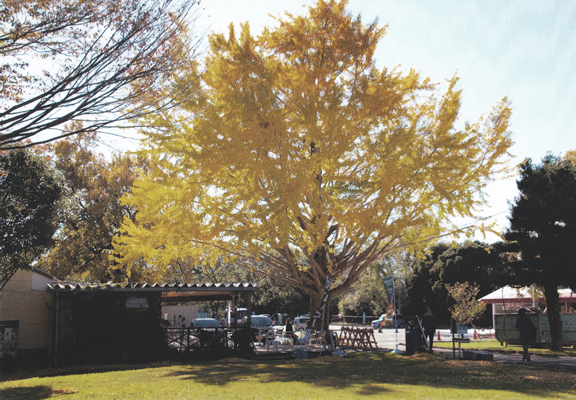 柿田川公園