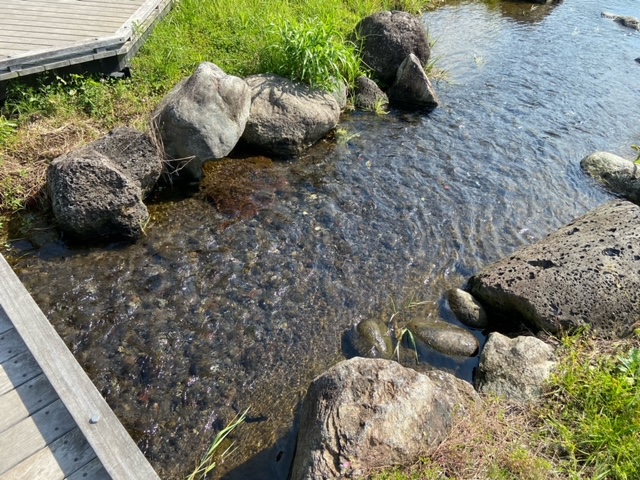 清住緑地