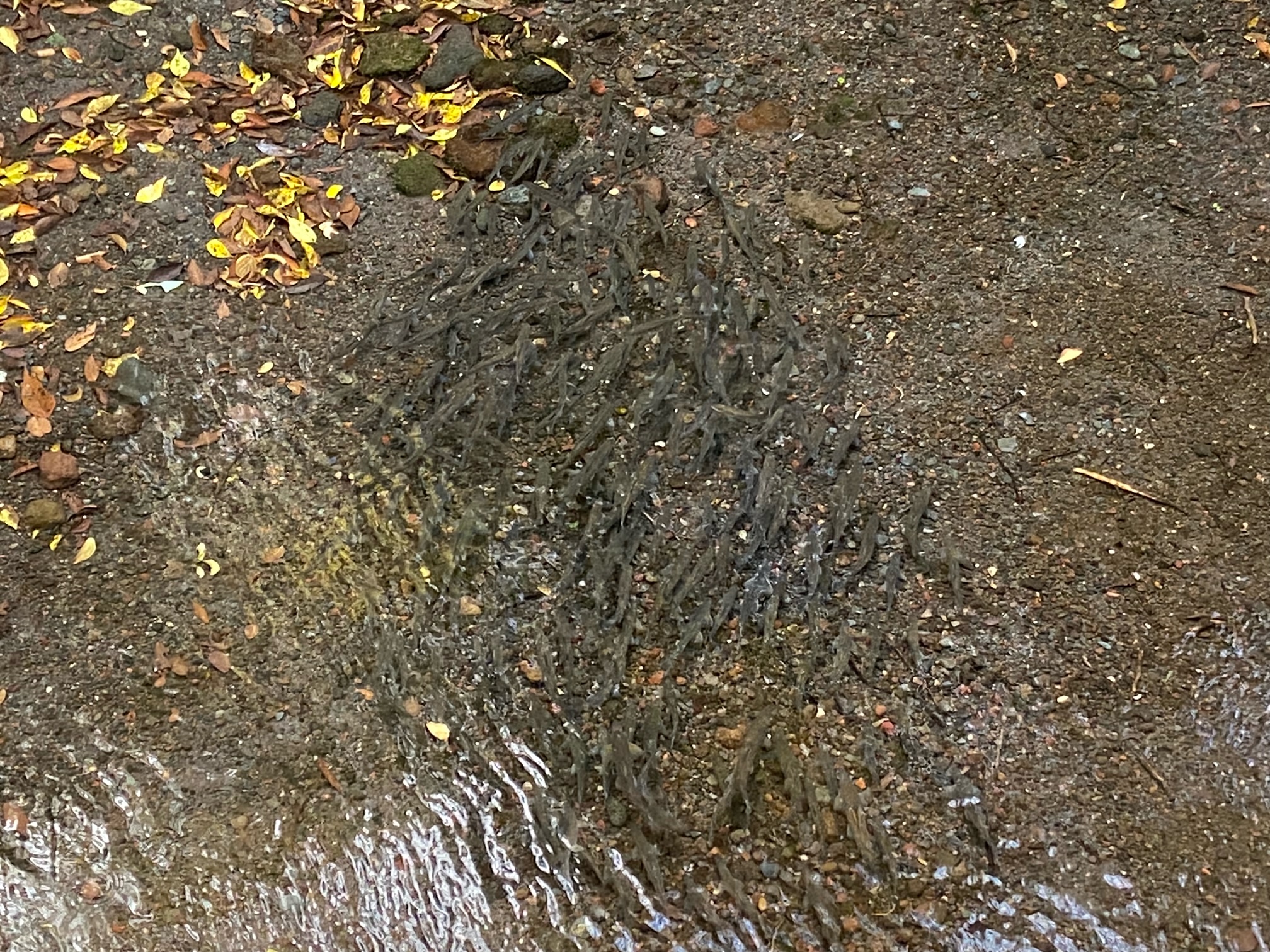 舟付場にも鮎が来てくれました🐟