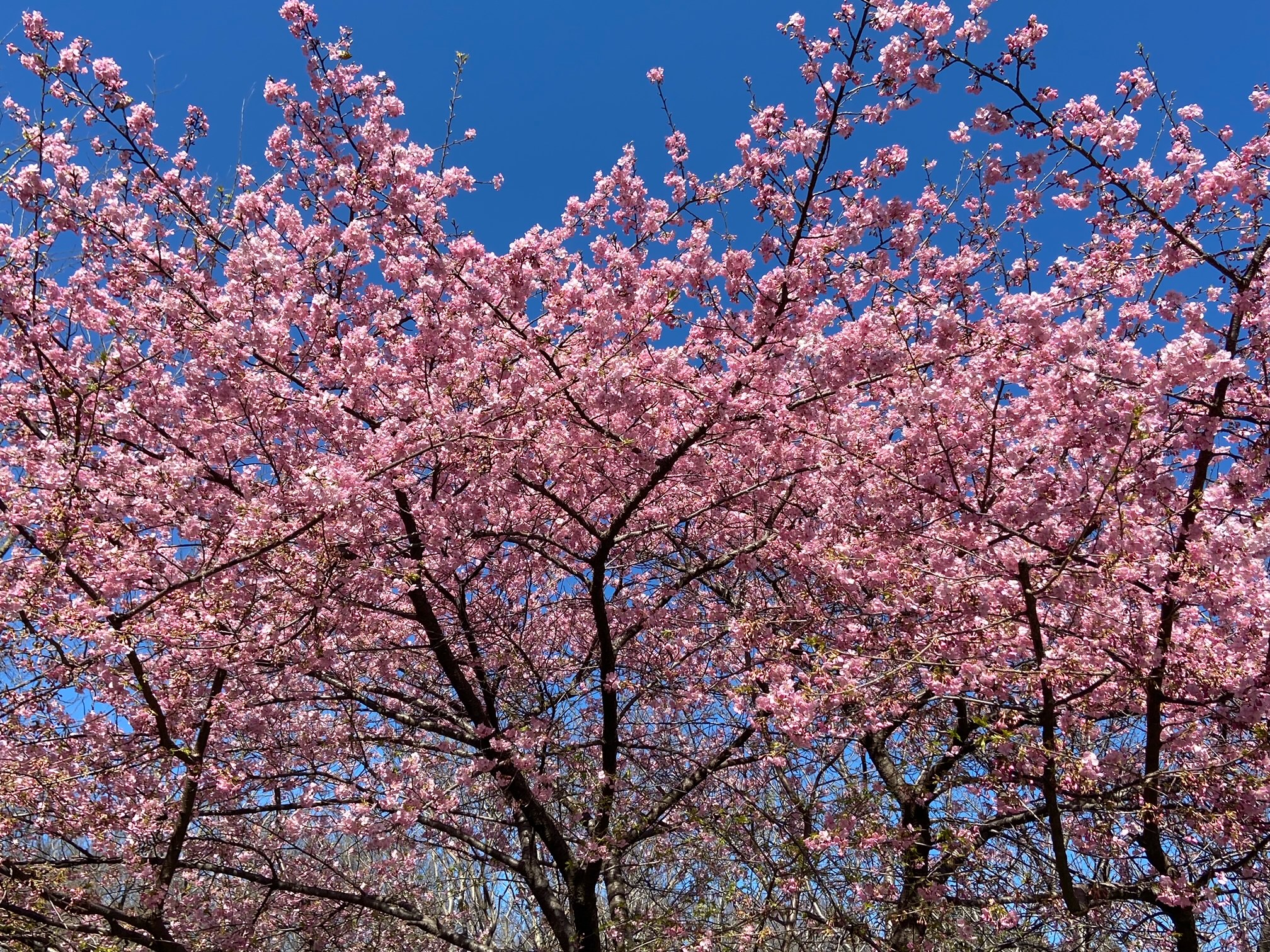 河津桜が満開です🌸