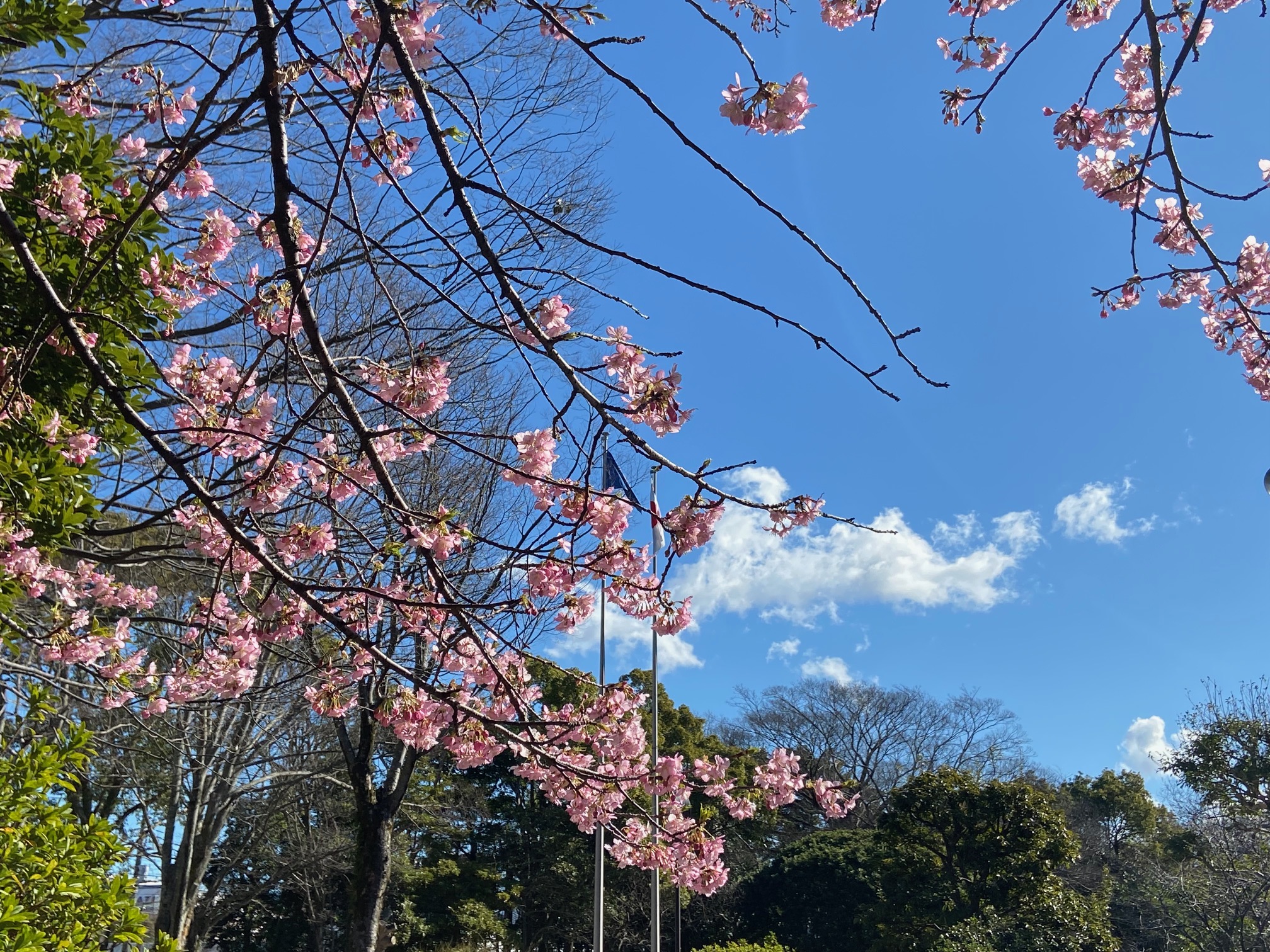 河津桜が満開です🌸