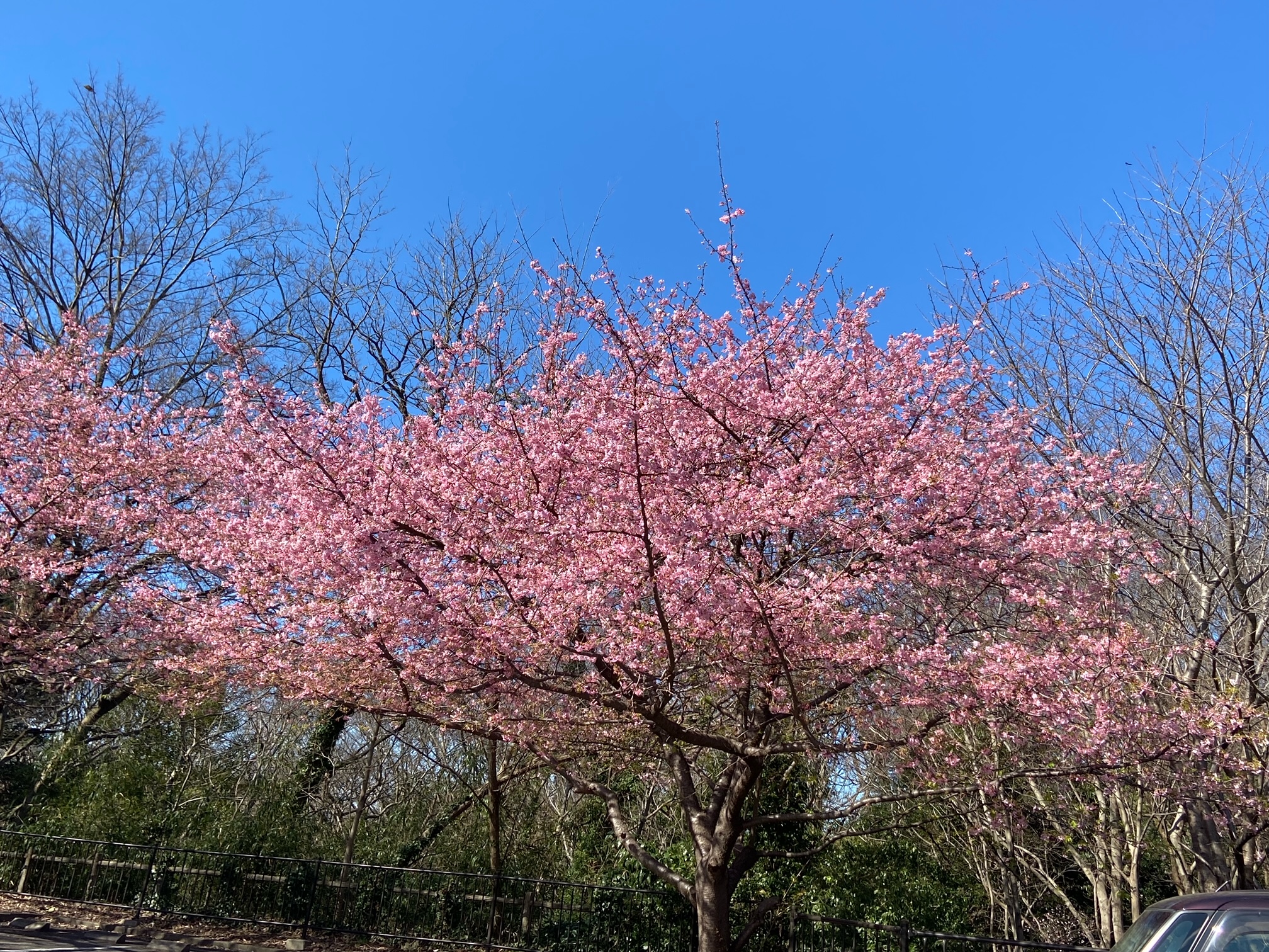 河津桜が満開です🌸