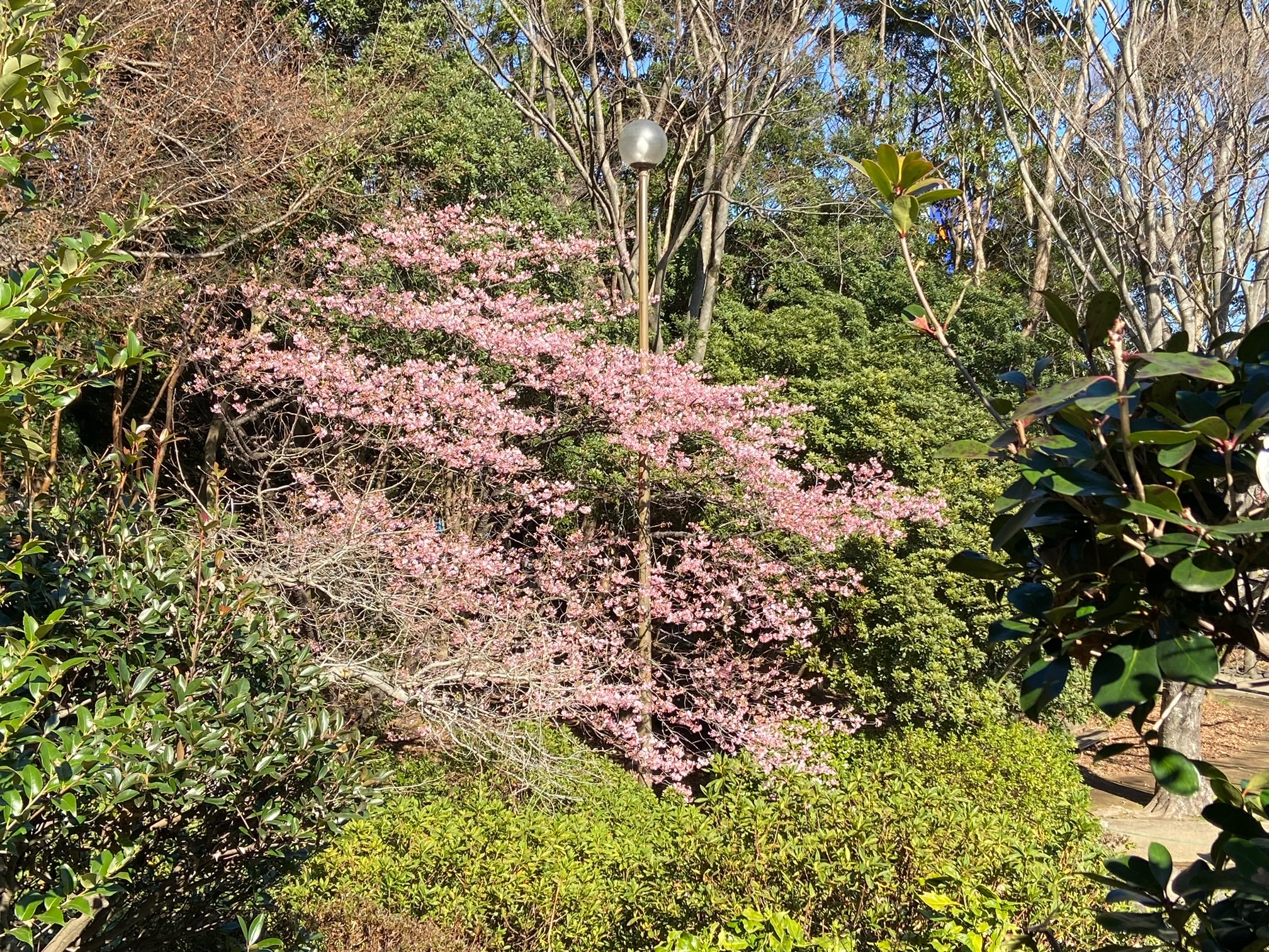 河津桜が満開です🌸