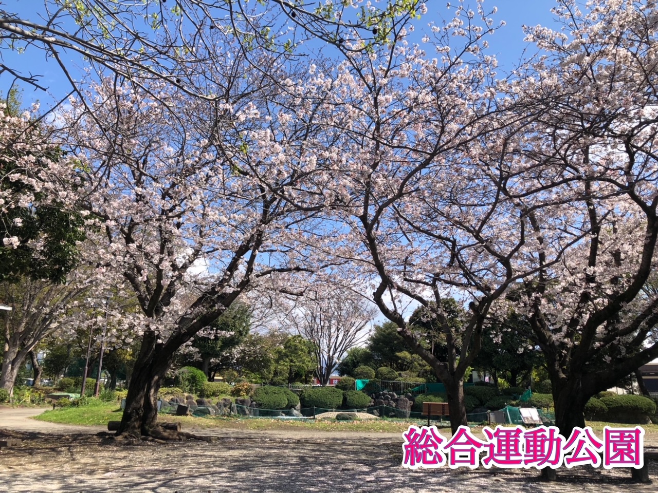 清水町内の桜情報🌸