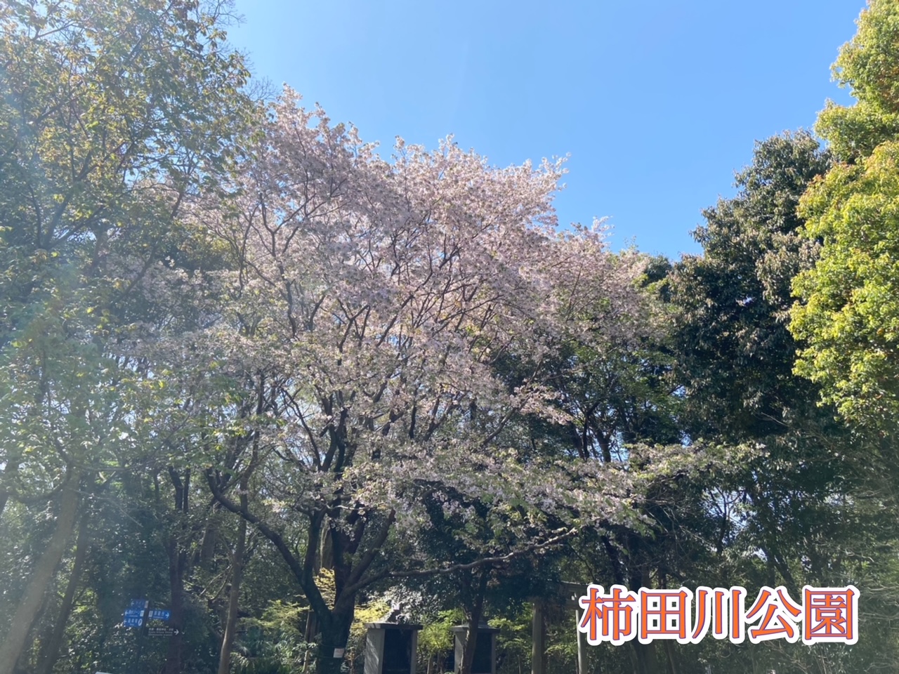 清水町内の桜情報🌸