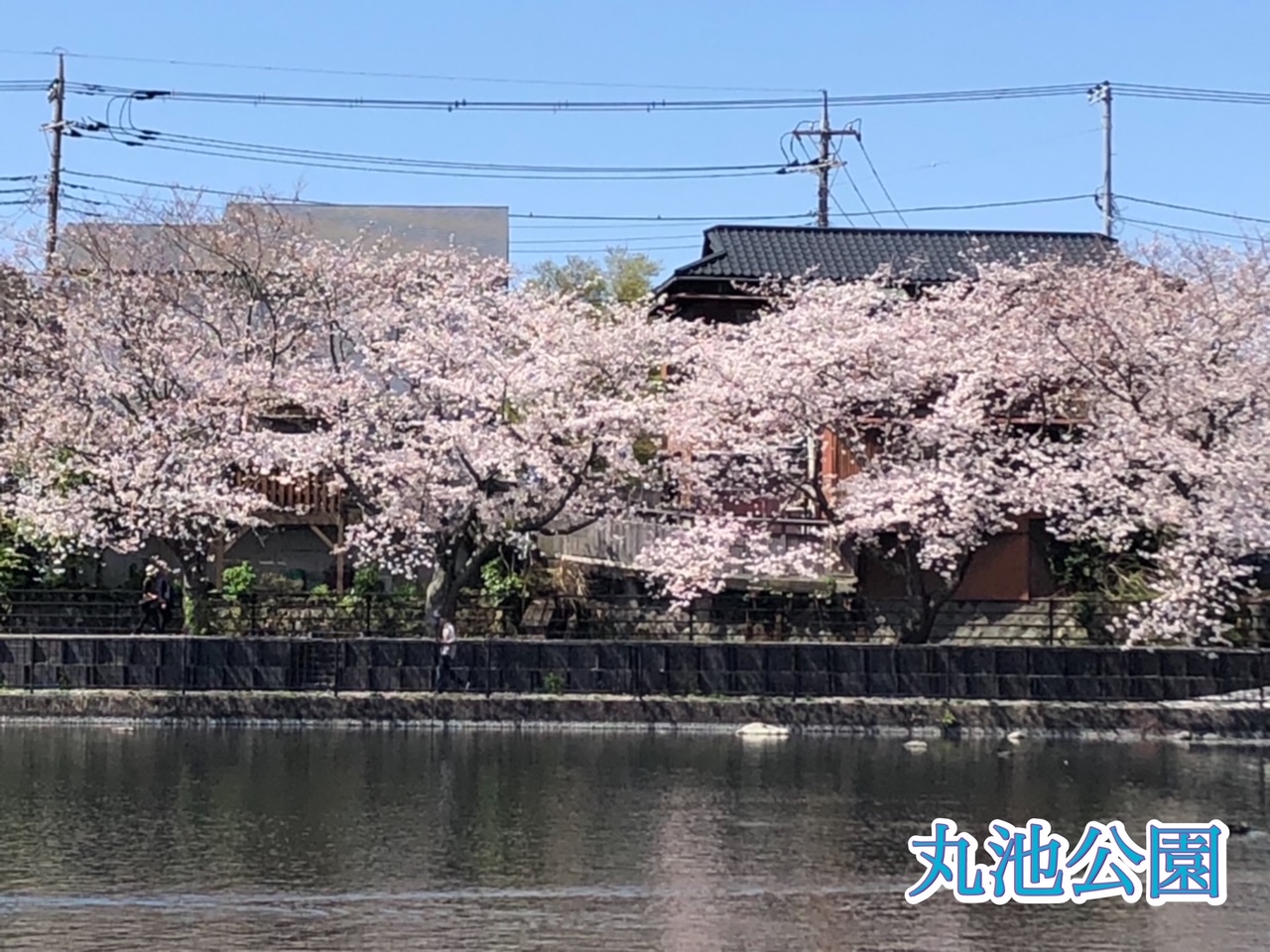 清水町内の桜情報🌸