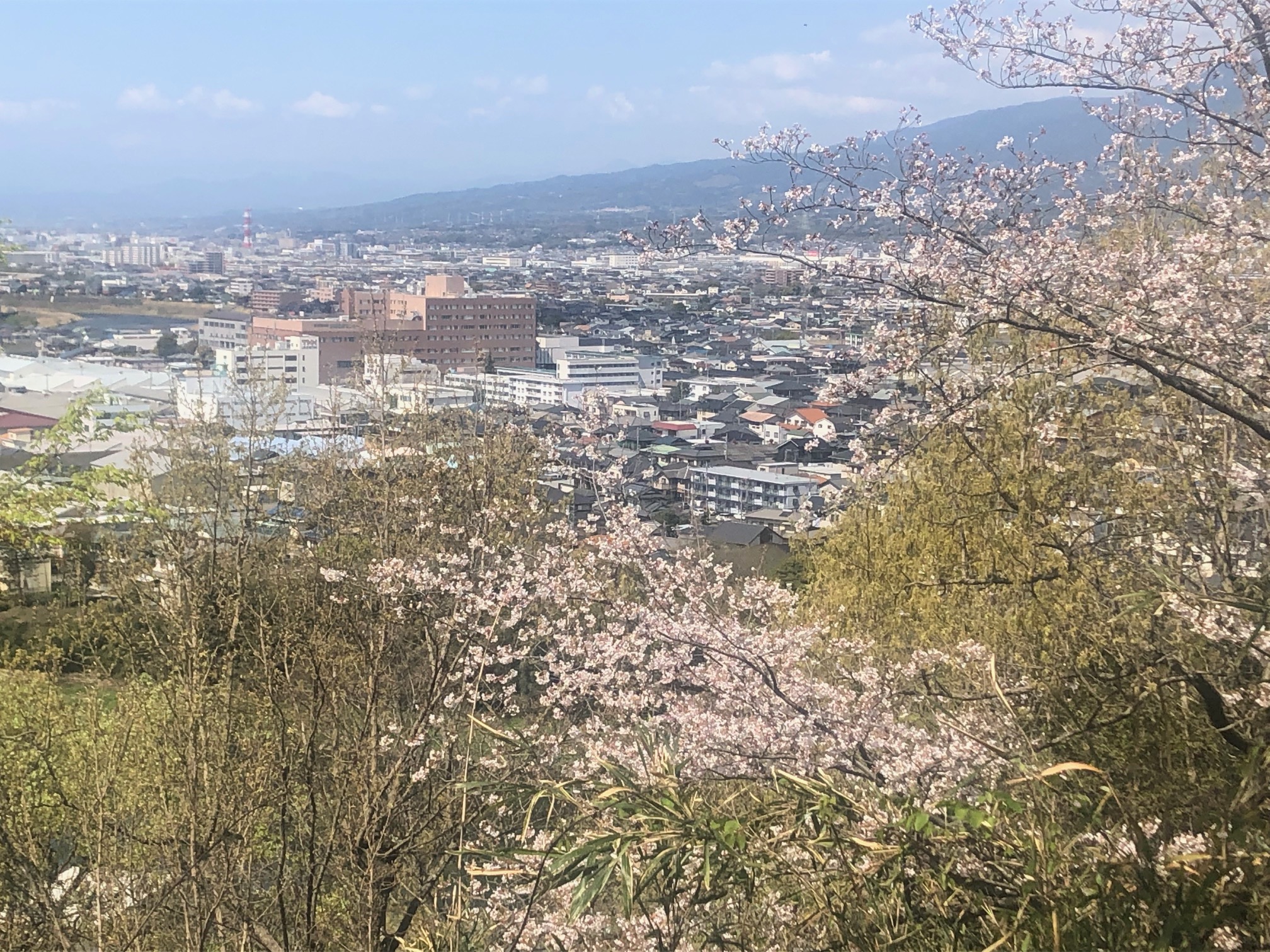 清水町内の桜情報🌸