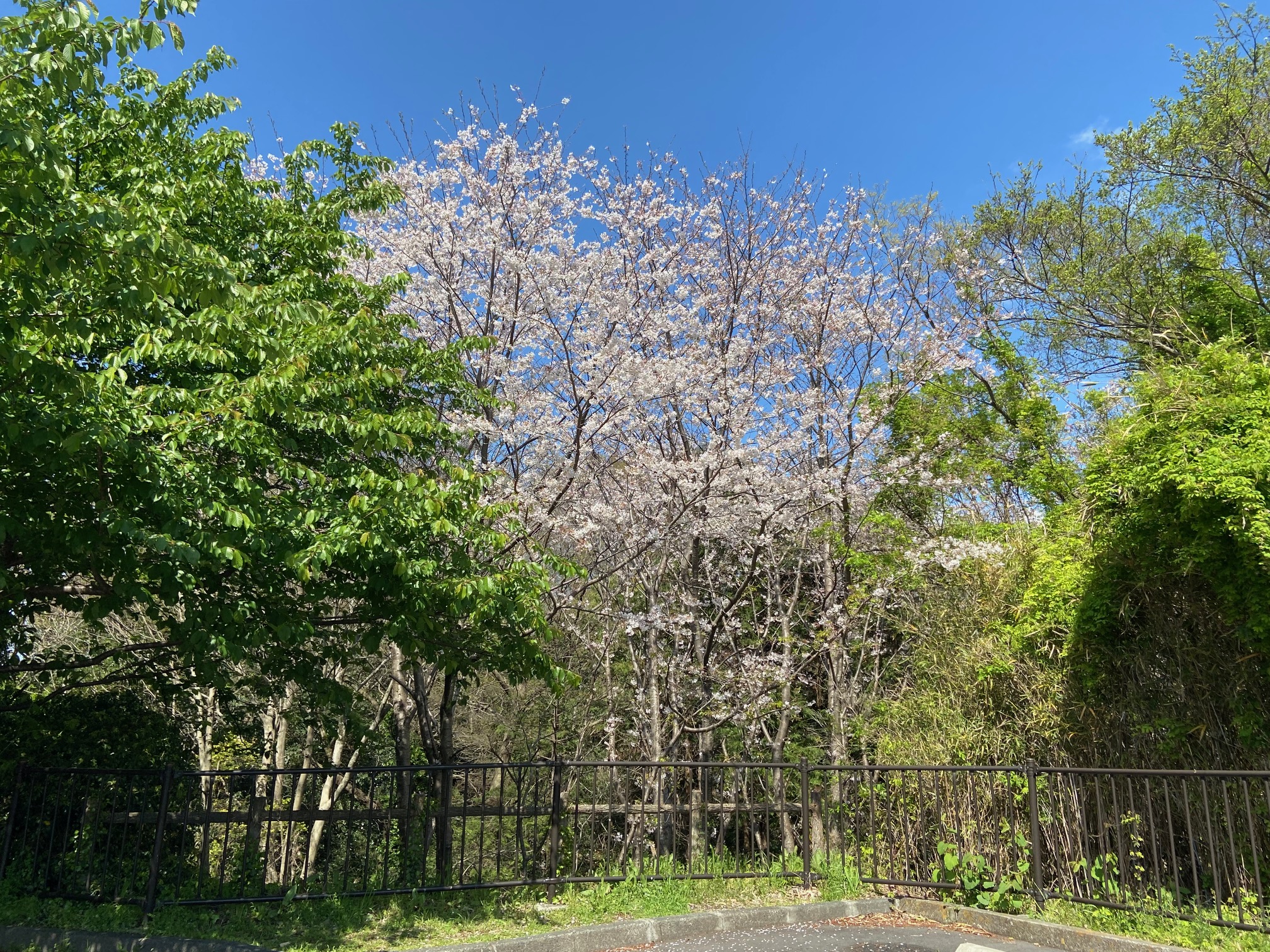 清水町内の桜情報🌸