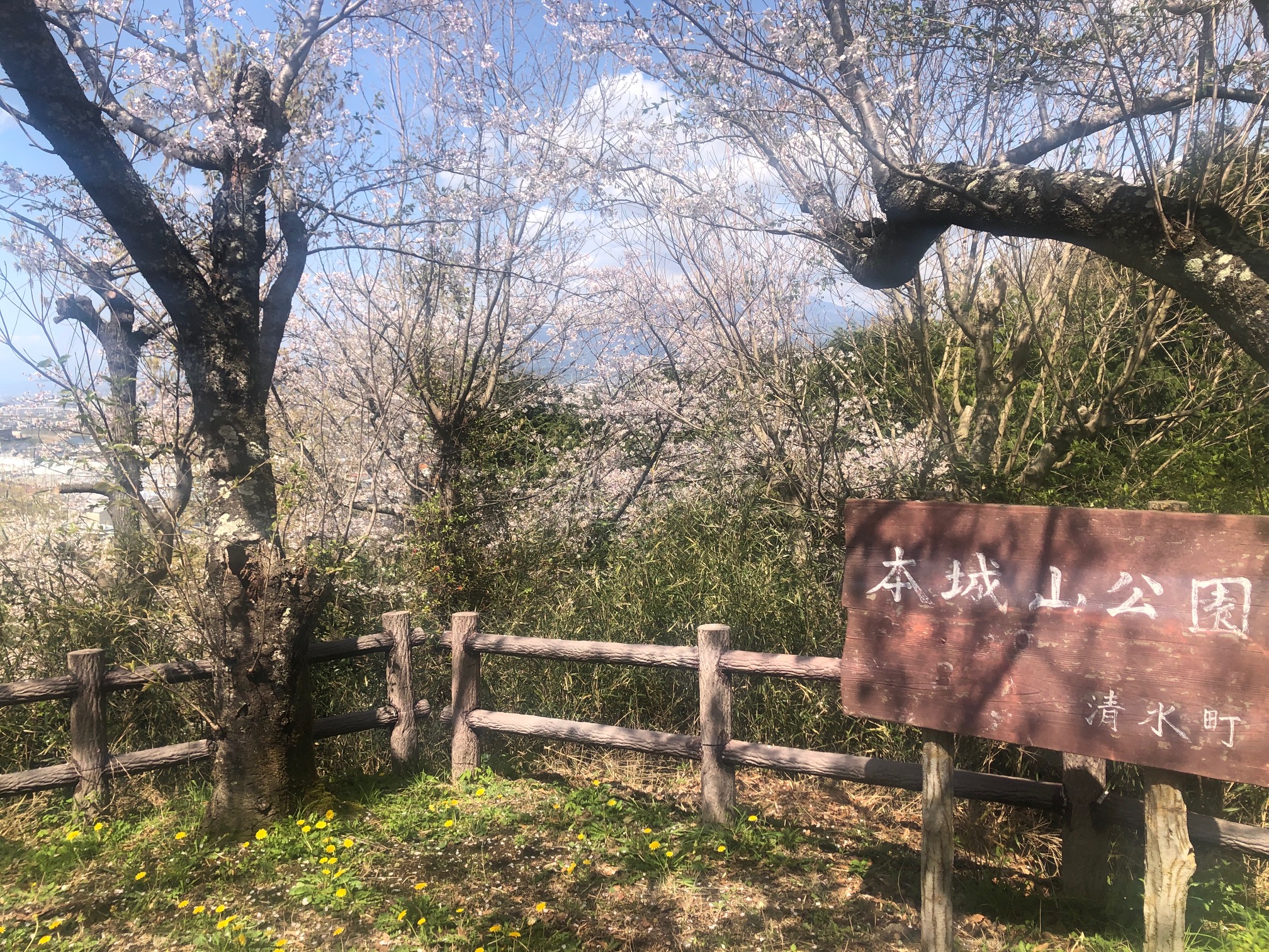 清水町内の桜情報🌸