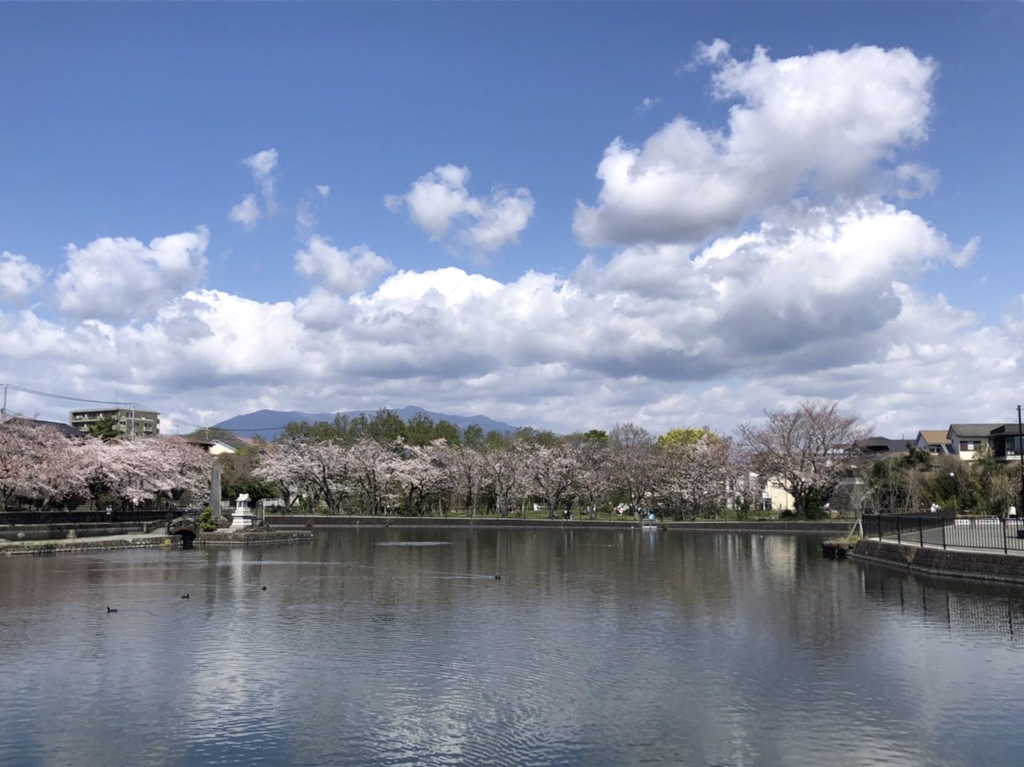 清水町内の桜情報🌸