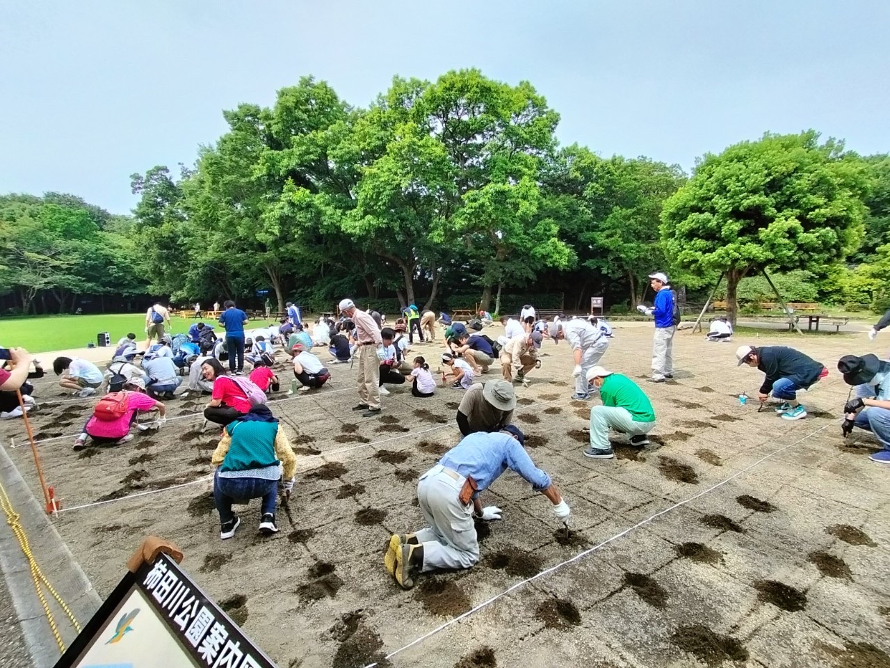 柿田川公園芝生広場に新しい芝生を植えました！