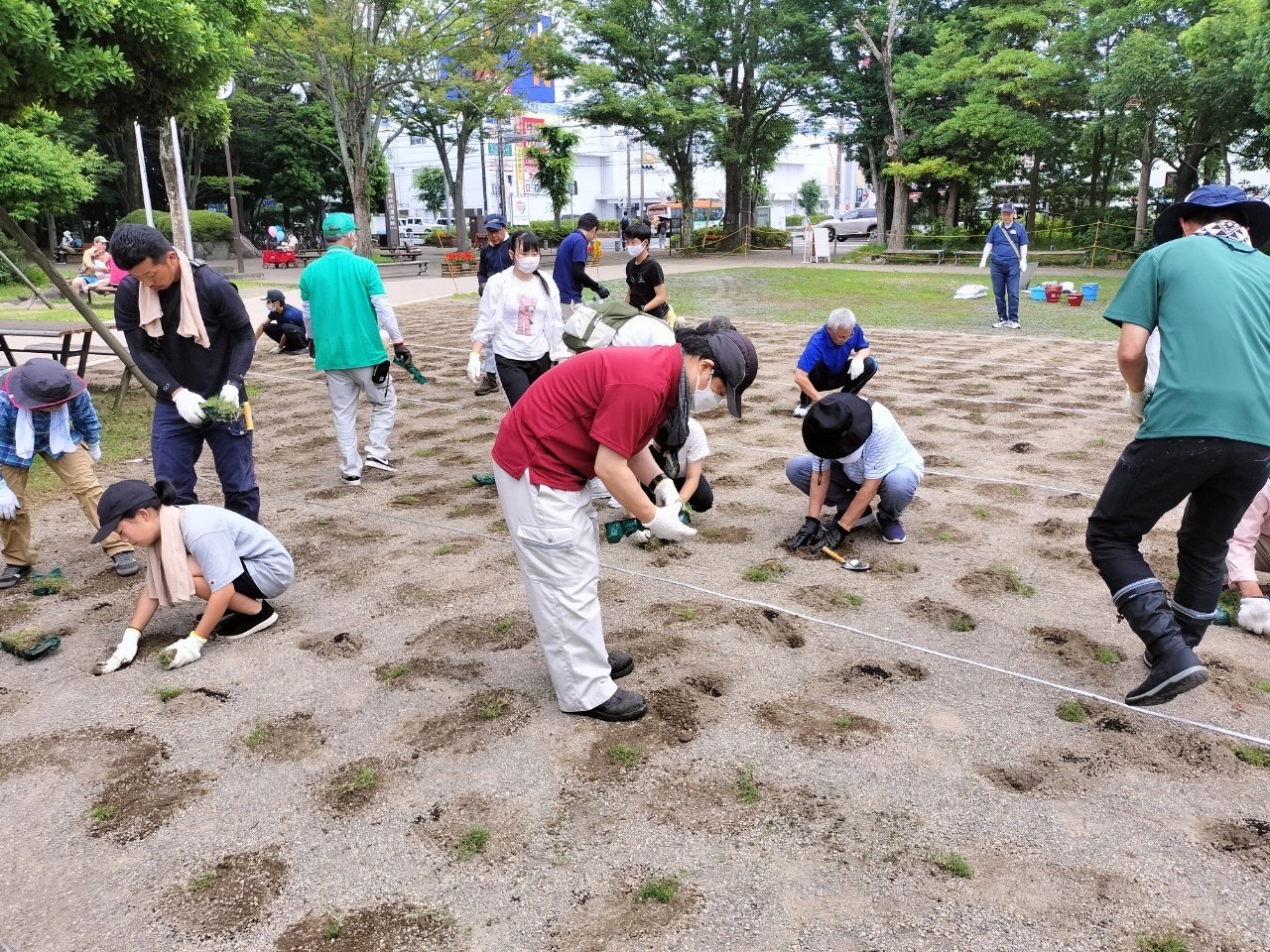 柿田川公園芝生広場に新しい芝生を植えました！