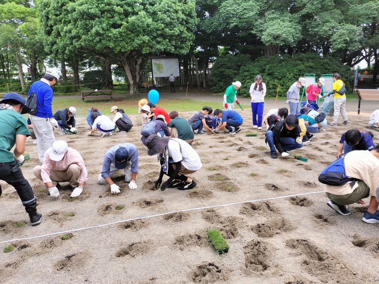 柿田川公園芝生広場に新しい芝生を植えました！
