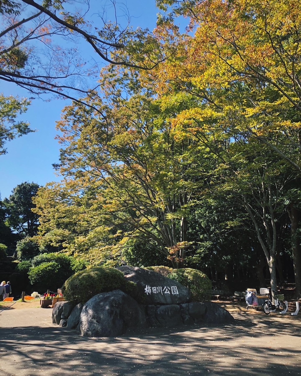 柿田川公園も紅葉が始まりました🍂
