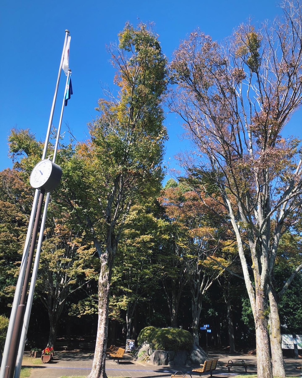 柿田川公園も紅葉が始まりました🍂