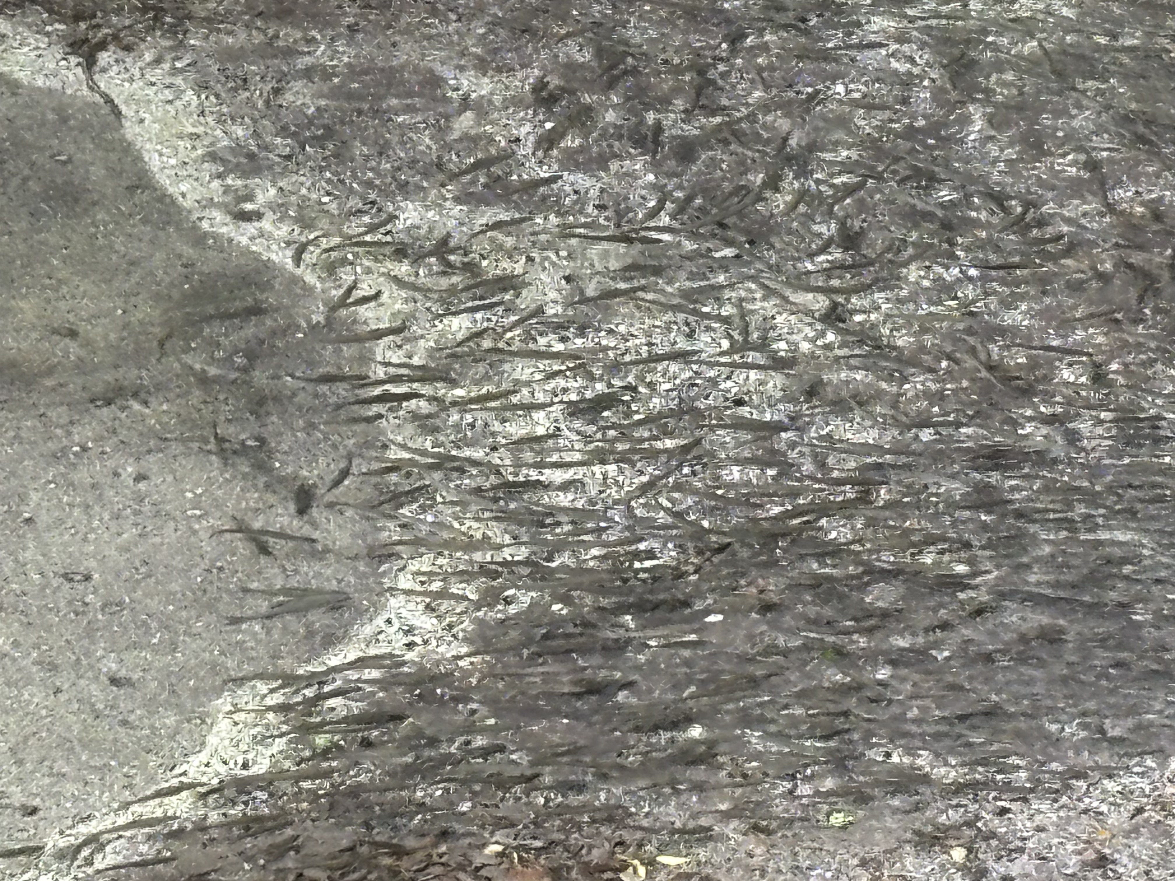 鮎が遡上しました✨